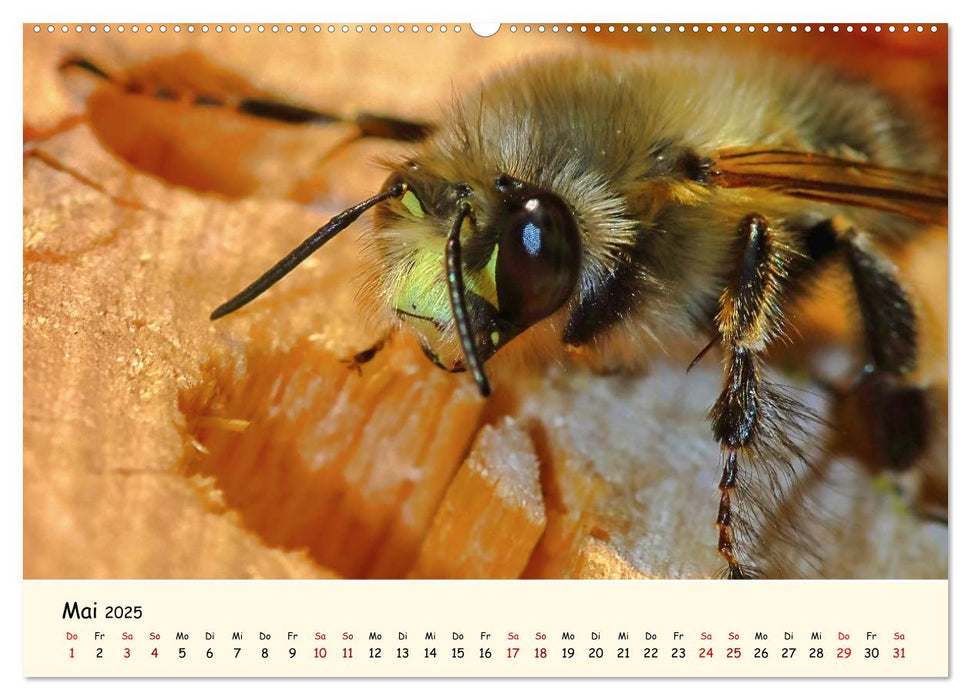 Gefährdete Insekten - unsere Nützlinge (CALVENDO Premium Wandkalender 2025)