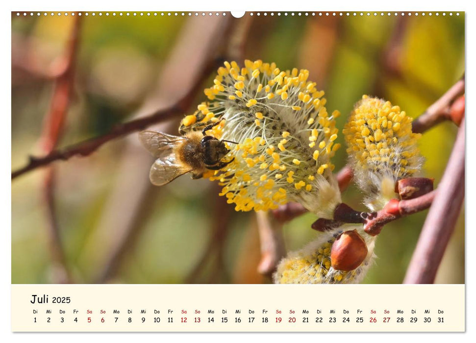 Gefährdete Insekten - unsere Nützlinge (CALVENDO Premium Wandkalender 2025)