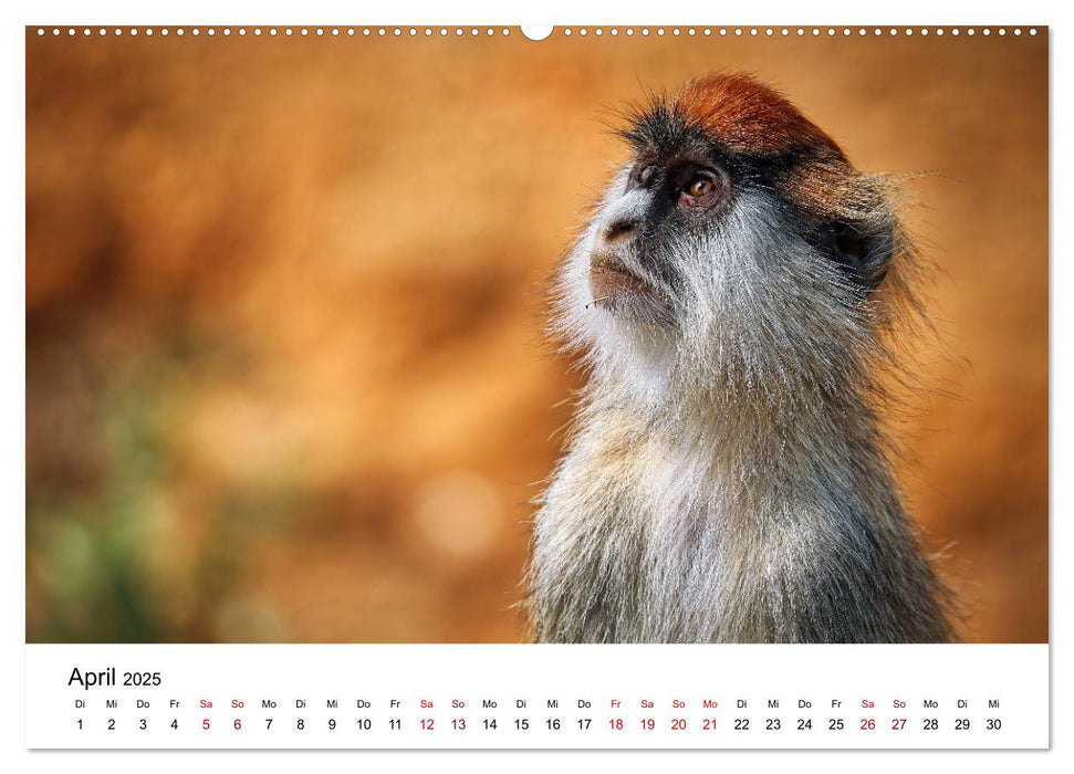 UGANDA - Murchison Falls Nationalpark (CALVENDO Wandkalender 2025)