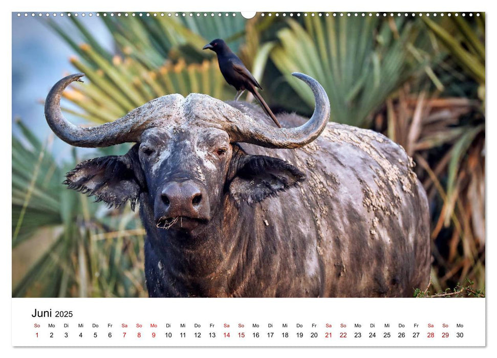 UGANDA - Murchison Falls Nationalpark (CALVENDO Wandkalender 2025)