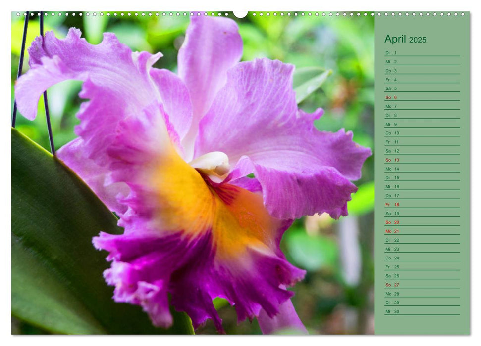 Farbzauber Natur Orchideen - CH Version (CALVENDO Wandkalender 2025)