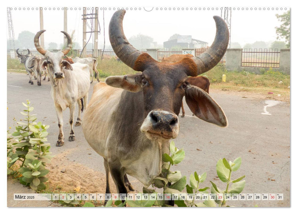 Indien - Imposant und Eindrucksvoll (CALVENDO Premium Wandkalender 2025)