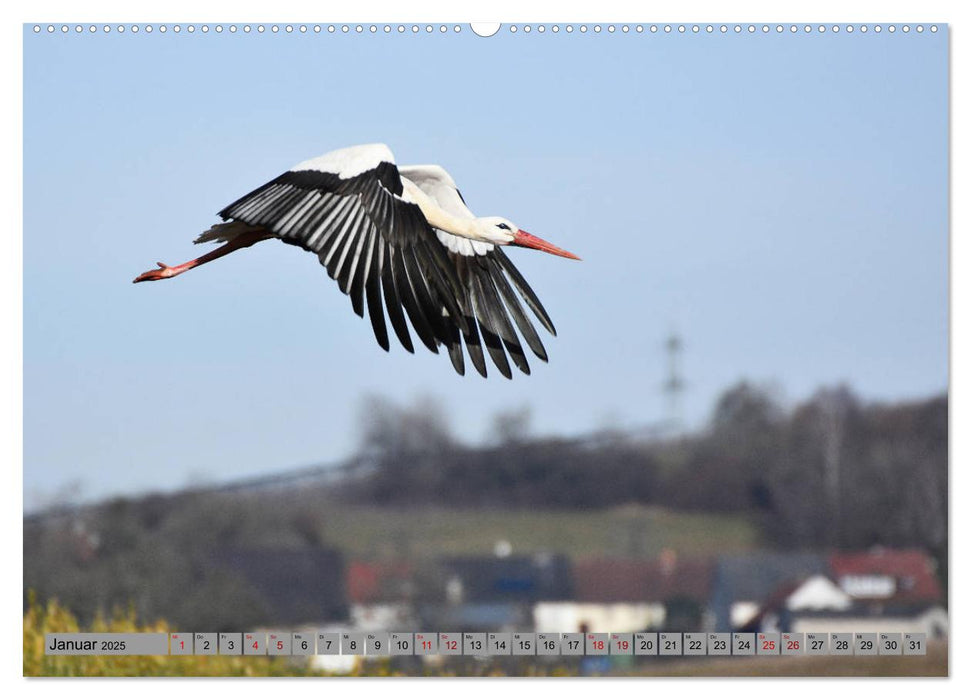 Zu Gast bei Familie Storch (CALVENDO Premium Wandkalender 2025)