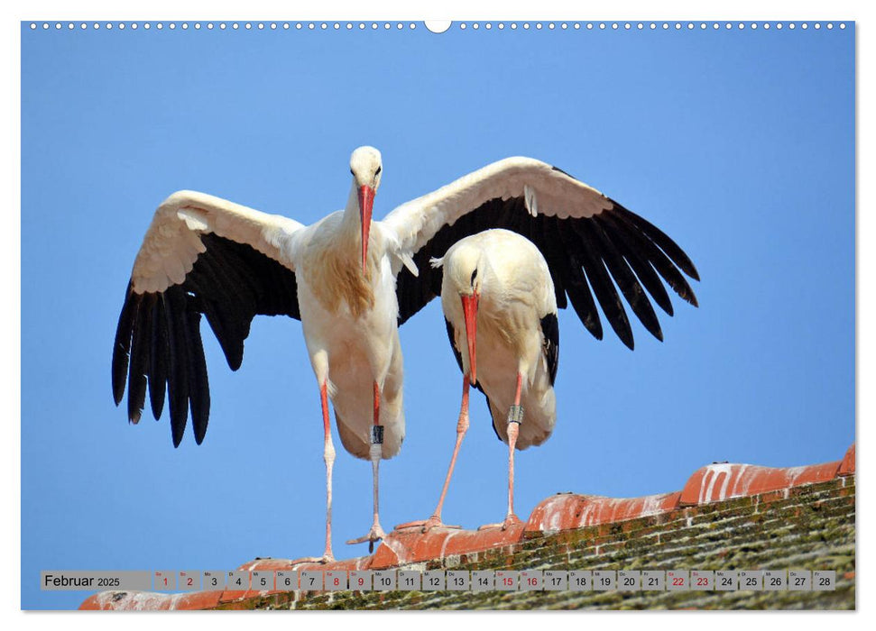 Zu Gast bei Familie Storch (CALVENDO Premium Wandkalender 2025)