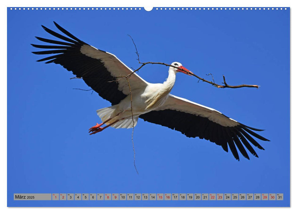 Zu Gast bei Familie Storch (CALVENDO Premium Wandkalender 2025)