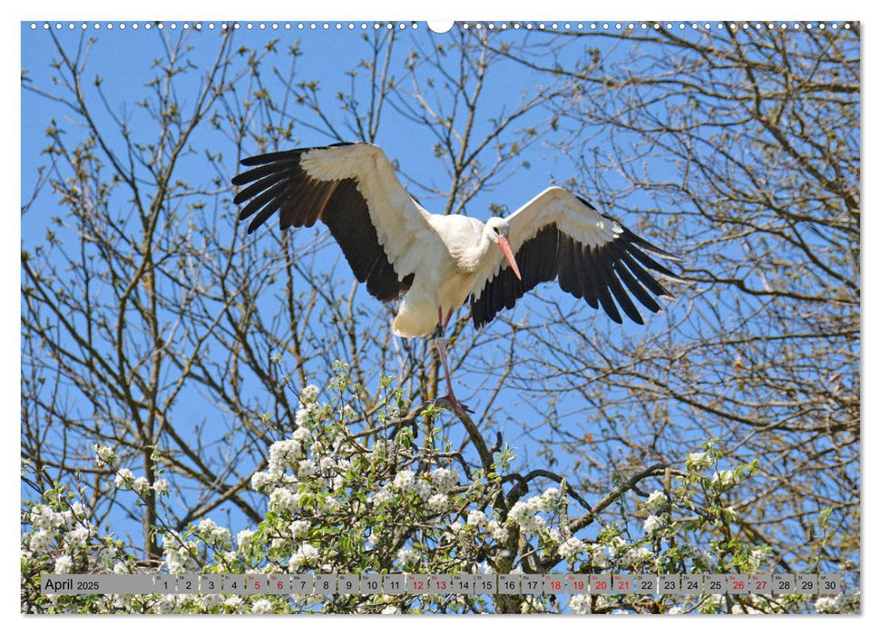 Zu Gast bei Familie Storch (CALVENDO Premium Wandkalender 2025)