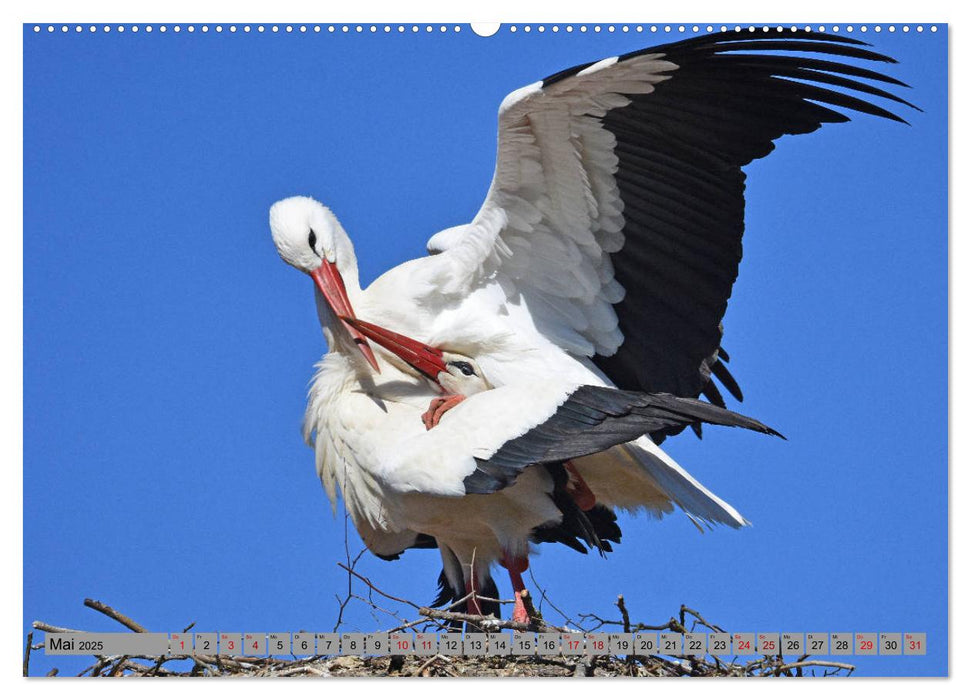 Zu Gast bei Familie Storch (CALVENDO Premium Wandkalender 2025)