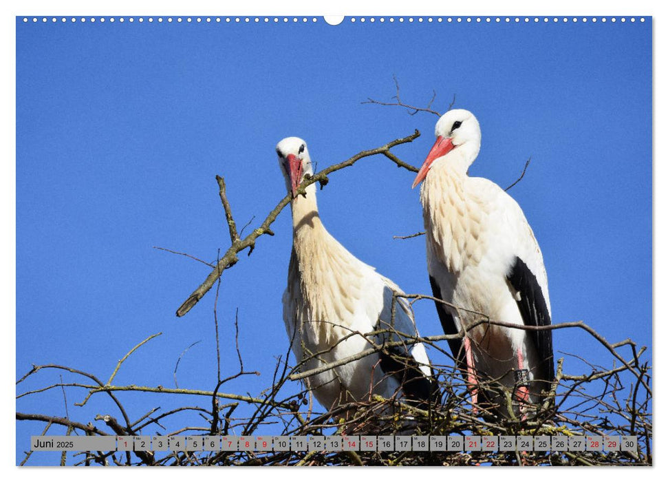 Zu Gast bei Familie Storch (CALVENDO Premium Wandkalender 2025)