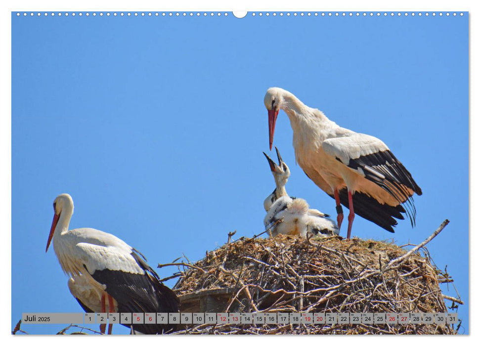 Zu Gast bei Familie Storch (CALVENDO Premium Wandkalender 2025)