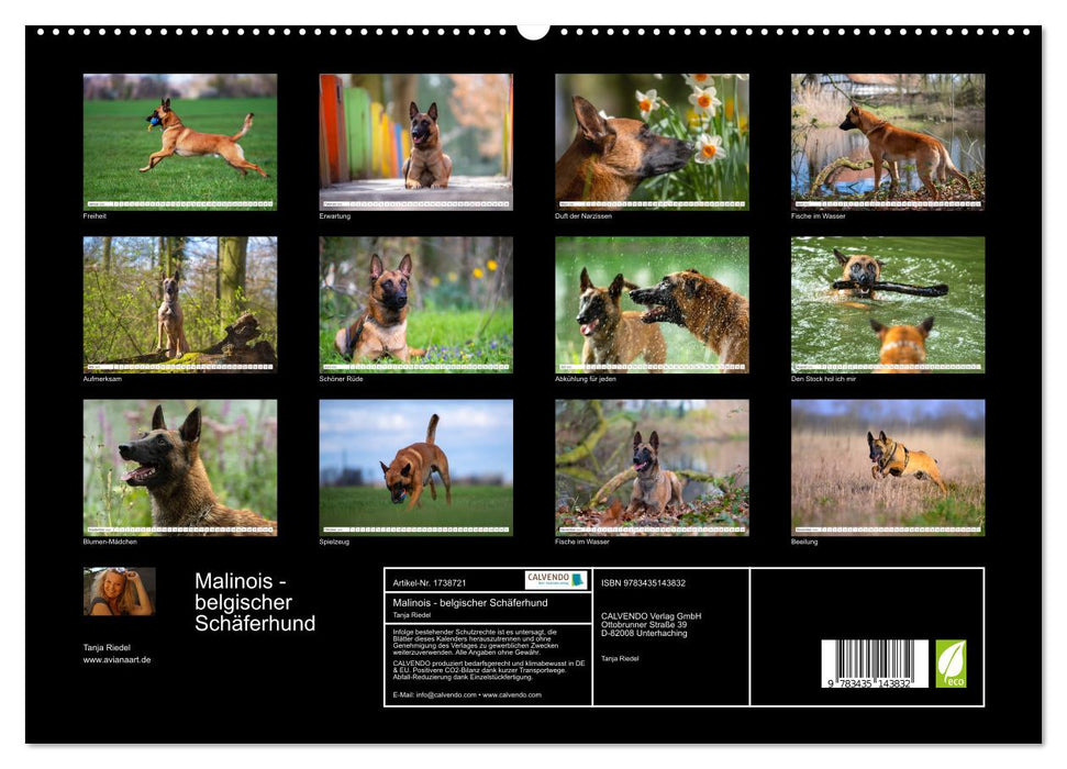 Malinois - belgischer Schäferhund (CALVENDO Premium Wandkalender 2025)