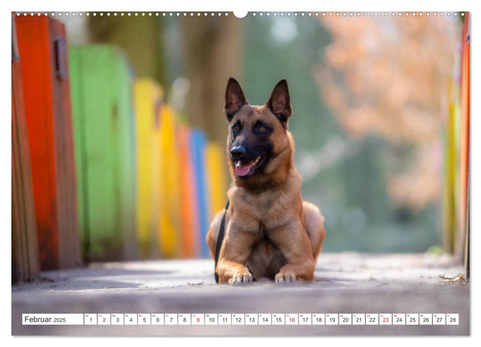 Malinois - belgischer Schäferhund (CALVENDO Premium Wandkalender 2025)