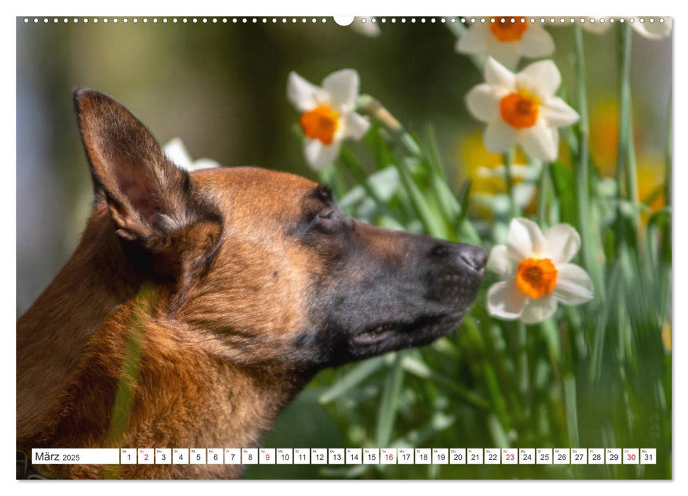 Malinois - belgischer Schäferhund (CALVENDO Premium Wandkalender 2025)