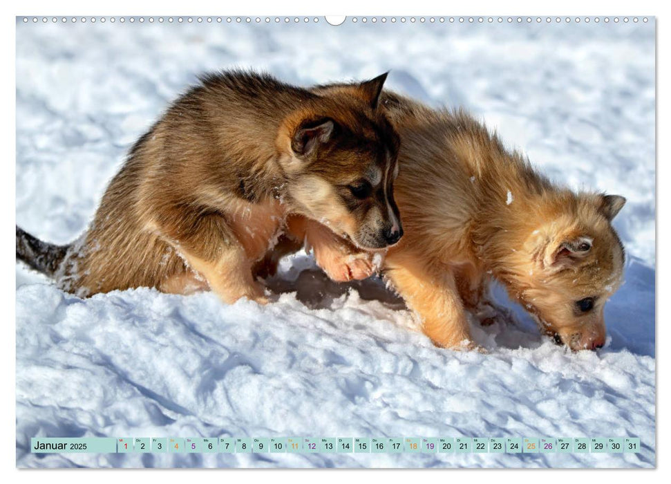 Huskies - Tolle Gefährten (CALVENDO Wandkalender 2025)