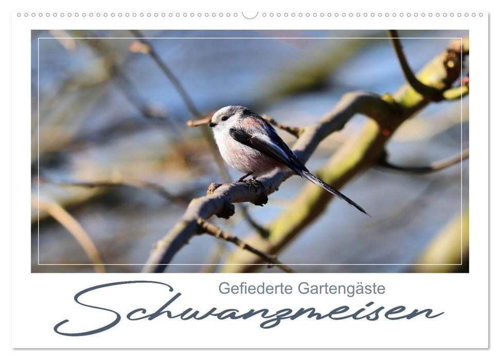 Gefiederte Gartengäste, Schwanzmeisen (CALVENDO Wandkalender 2025)