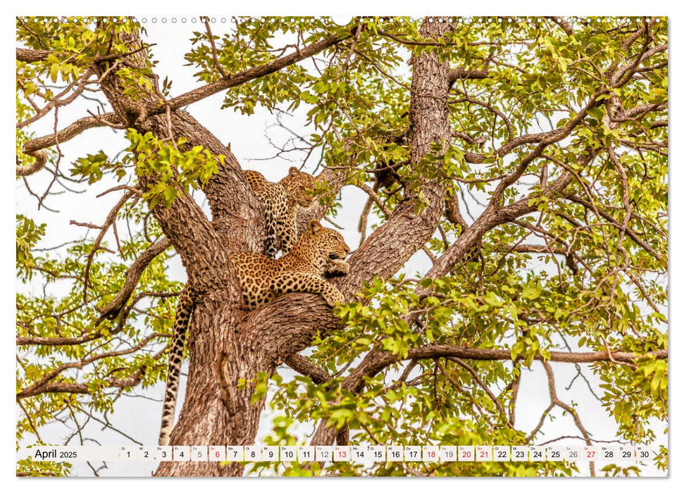 Afrikas wilde Katzen (CALVENDO Premium Wandkalender 2025)