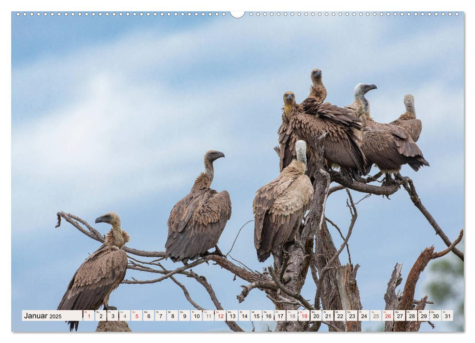 Wildnis Okavango-Delta (CALVENDO Premium Wandkalender 2025)