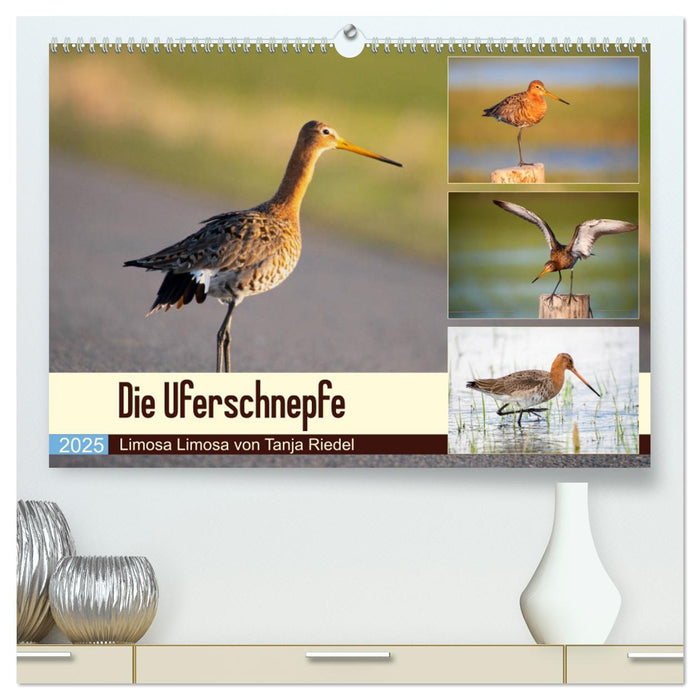 Die Uferschnepfe Limosa limosa (CALVENDO Premium Wandkalender 2025)