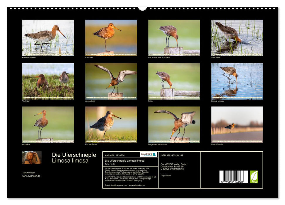 Die Uferschnepfe Limosa limosa (CALVENDO Premium Wandkalender 2025)