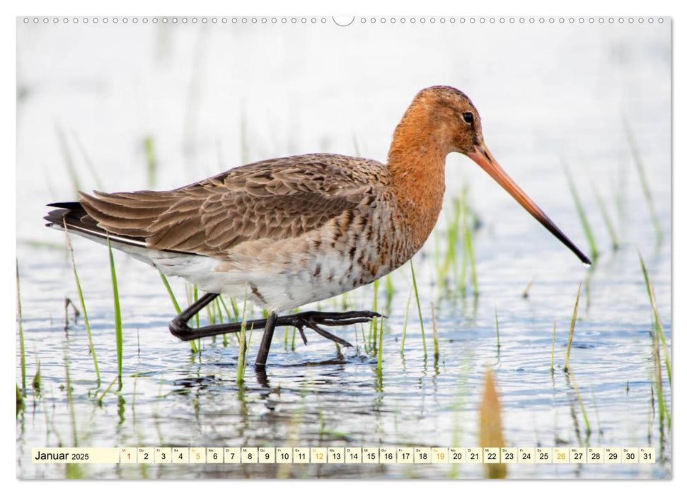 Die Uferschnepfe Limosa limosa (CALVENDO Premium Wandkalender 2025)