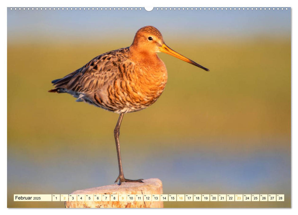 Die Uferschnepfe Limosa limosa (CALVENDO Premium Wandkalender 2025)