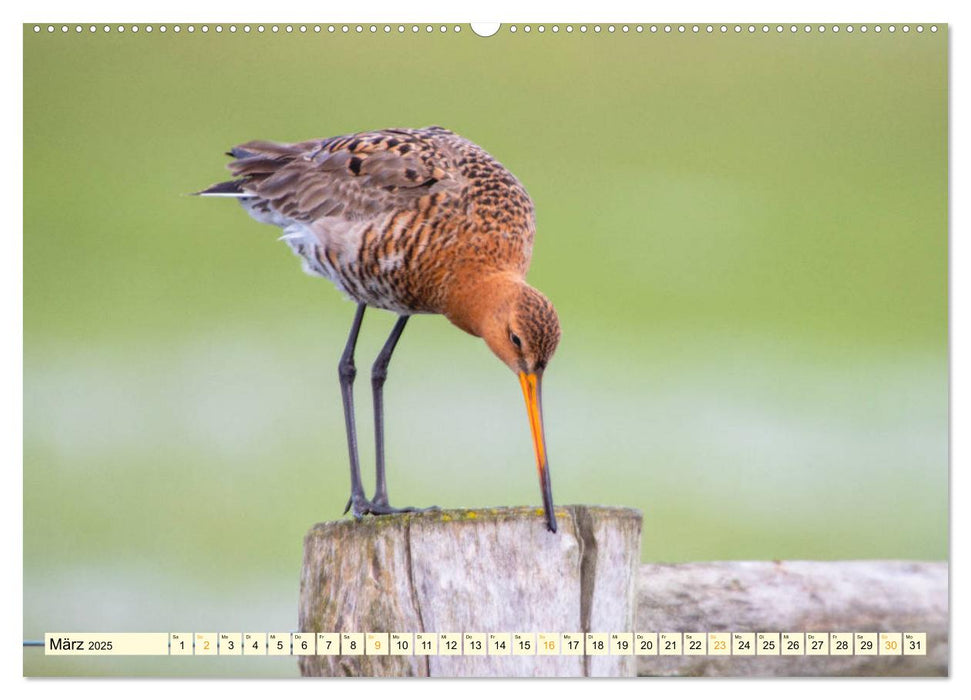 Die Uferschnepfe Limosa limosa (CALVENDO Premium Wandkalender 2025)