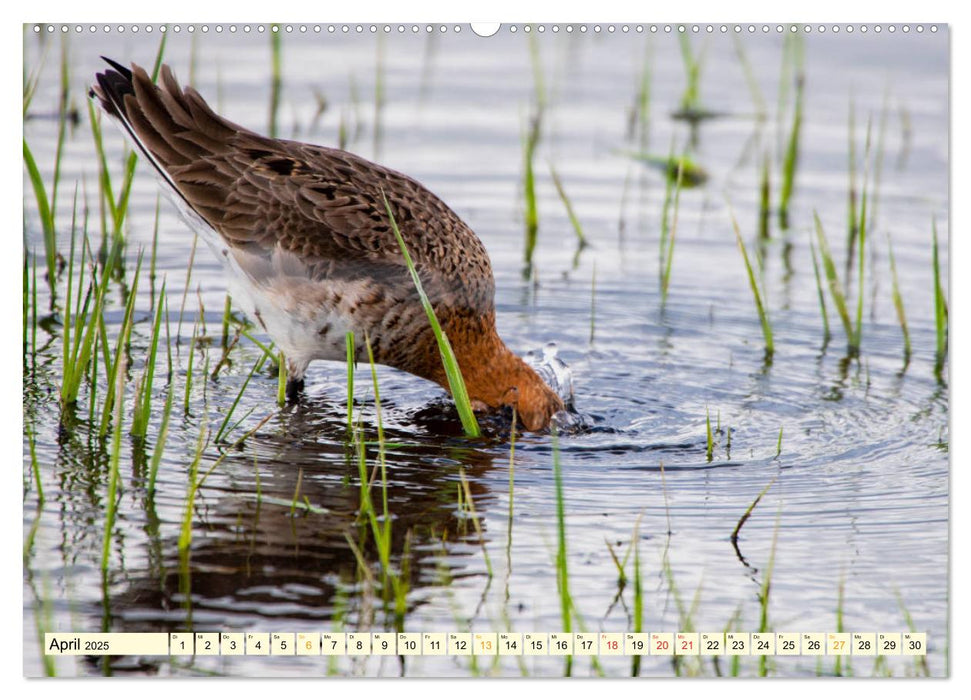 Die Uferschnepfe Limosa limosa (CALVENDO Premium Wandkalender 2025)