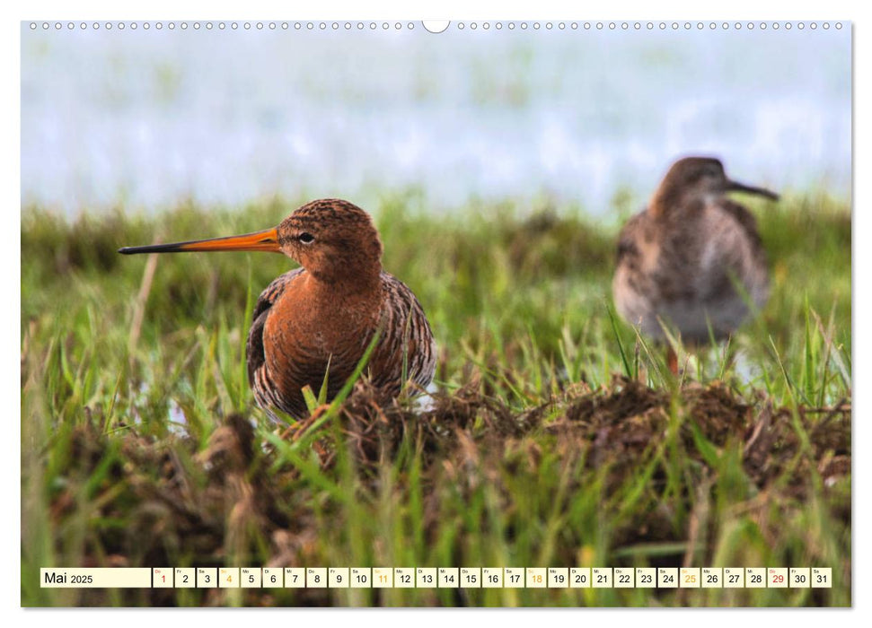 Die Uferschnepfe Limosa limosa (CALVENDO Premium Wandkalender 2025)