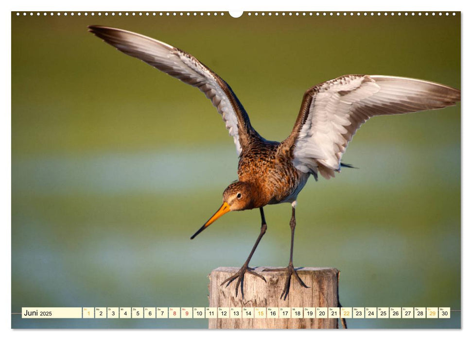 Die Uferschnepfe Limosa limosa (CALVENDO Premium Wandkalender 2025)