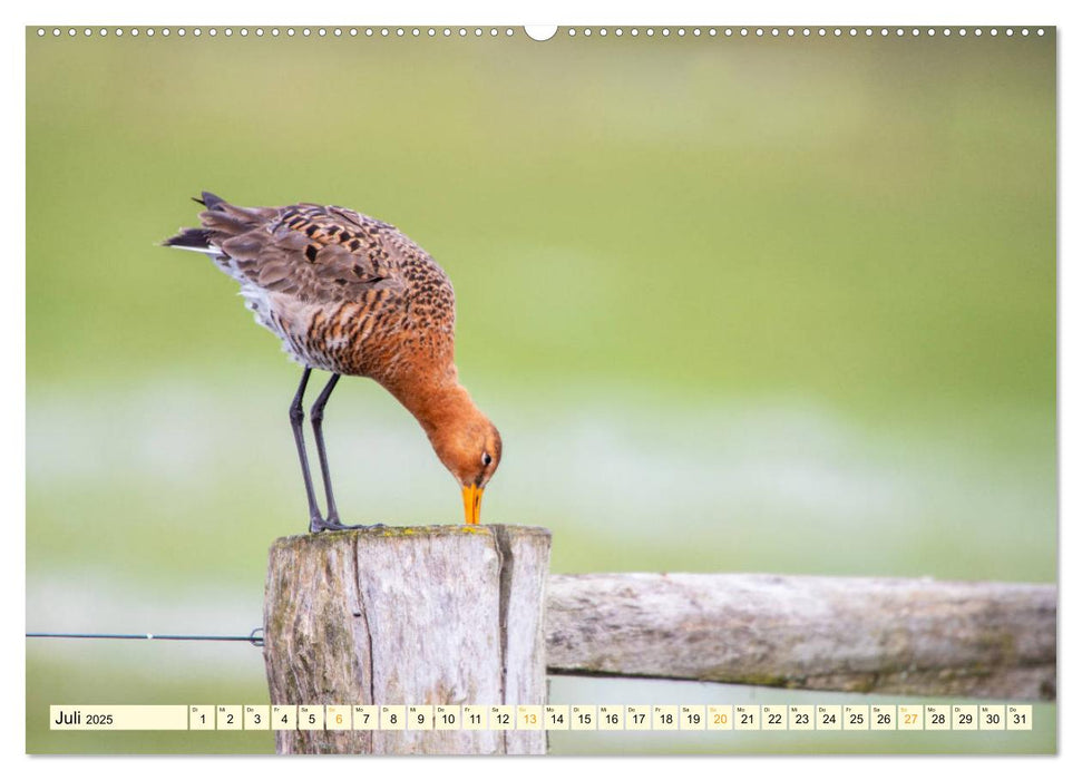 Die Uferschnepfe Limosa limosa (CALVENDO Premium Wandkalender 2025)