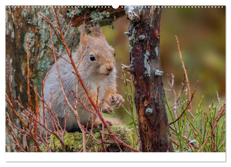 Niedliche Nager (CALVENDO Premium Wandkalender 2025)