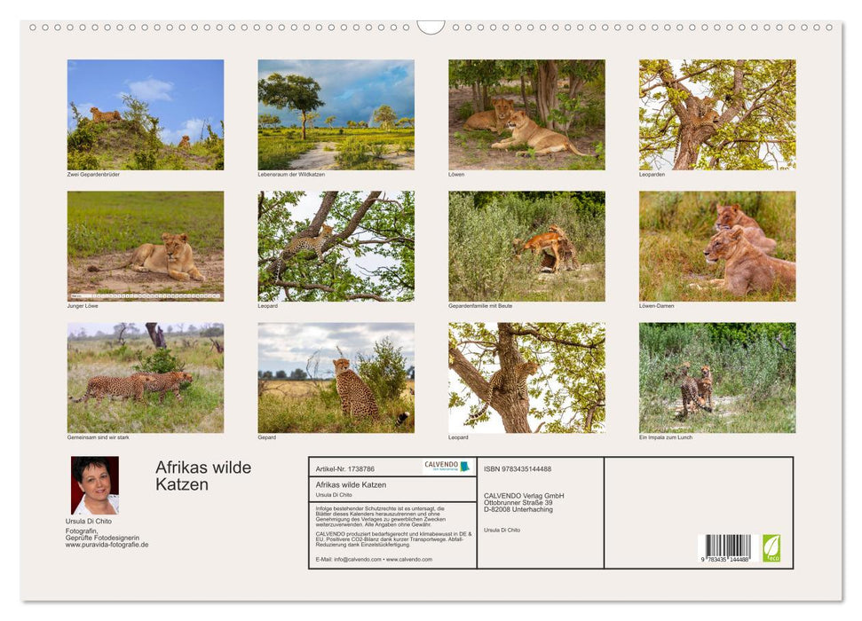 Afrikas wilde Katzen (CALVENDO Wandkalender 2025)