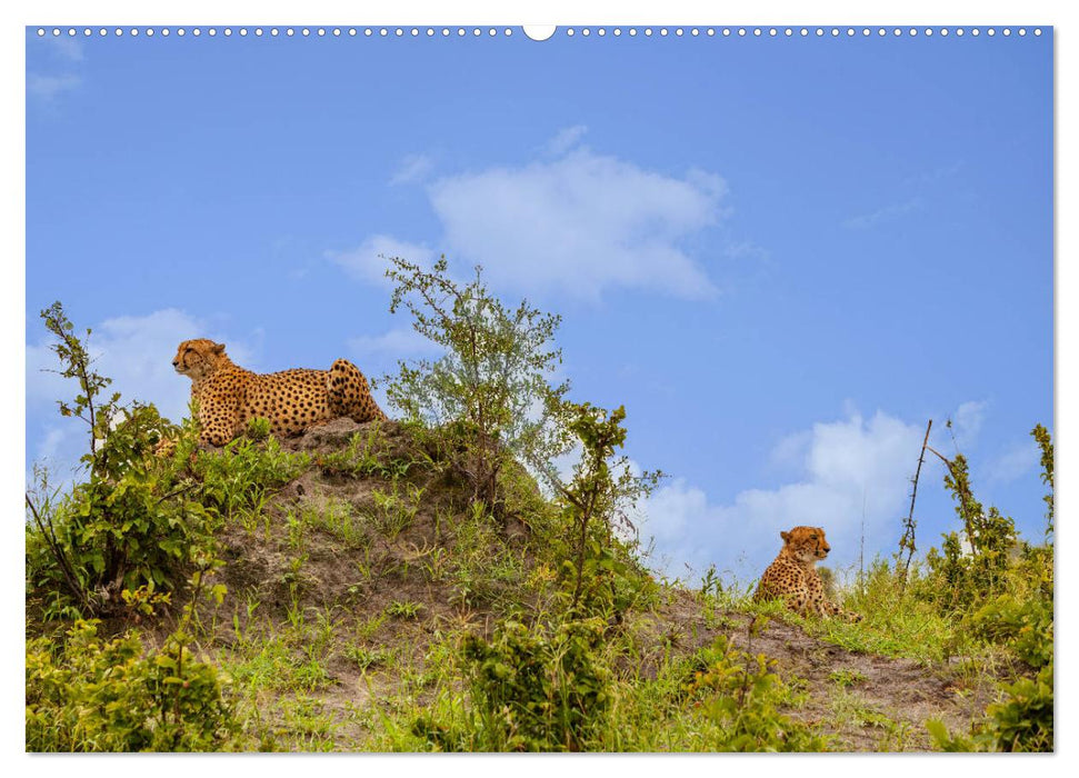 Afrikas wilde Katzen (CALVENDO Wandkalender 2025)