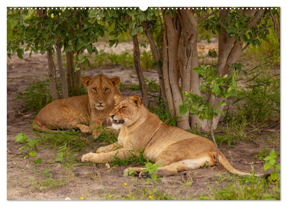 Afrikas wilde Katzen (CALVENDO Wandkalender 2025)