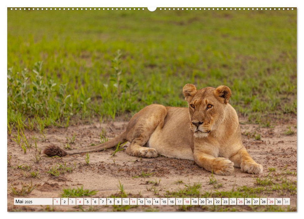 Afrikas wilde Katzen (CALVENDO Wandkalender 2025)