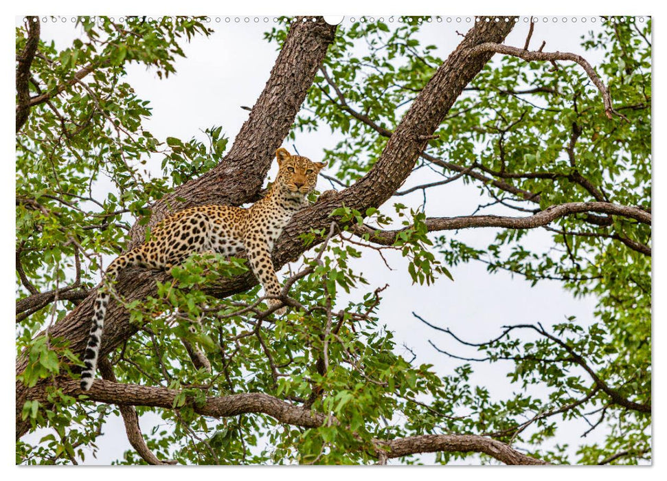 Afrikas wilde Katzen (CALVENDO Wandkalender 2025)