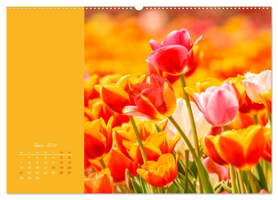 Knallbunt - Ein Potpourri der Farben (CALVENDO Premium Wandkalender 2025)