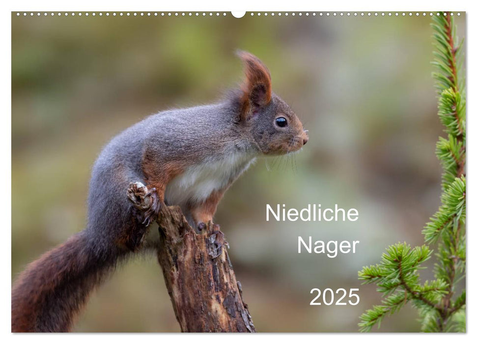 Niedliche Nager (CALVENDO Wandkalender 2025)