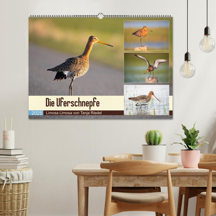 Die Uferschnepfe Limosa limosa (CALVENDO Wandkalender 2025)