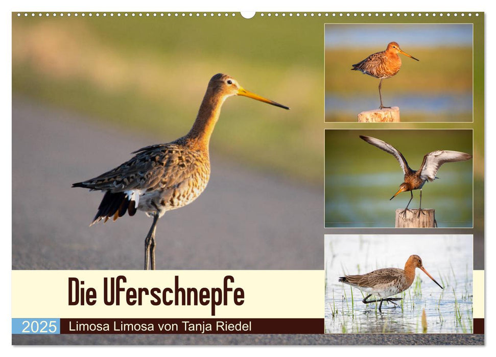 Die Uferschnepfe Limosa limosa (CALVENDO Wandkalender 2025)