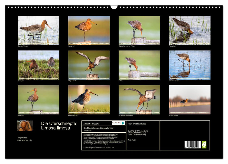 Die Uferschnepfe Limosa limosa (CALVENDO Wandkalender 2025)