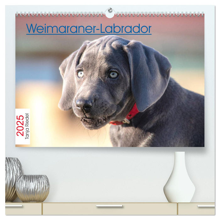 Weimaraner-Labrador (CALVENDO Premium Wandkalender 2025)