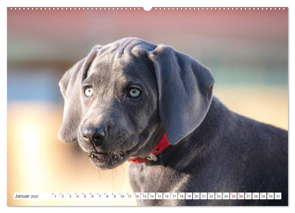 Weimaraner-Labrador (CALVENDO Premium Wandkalender 2025)