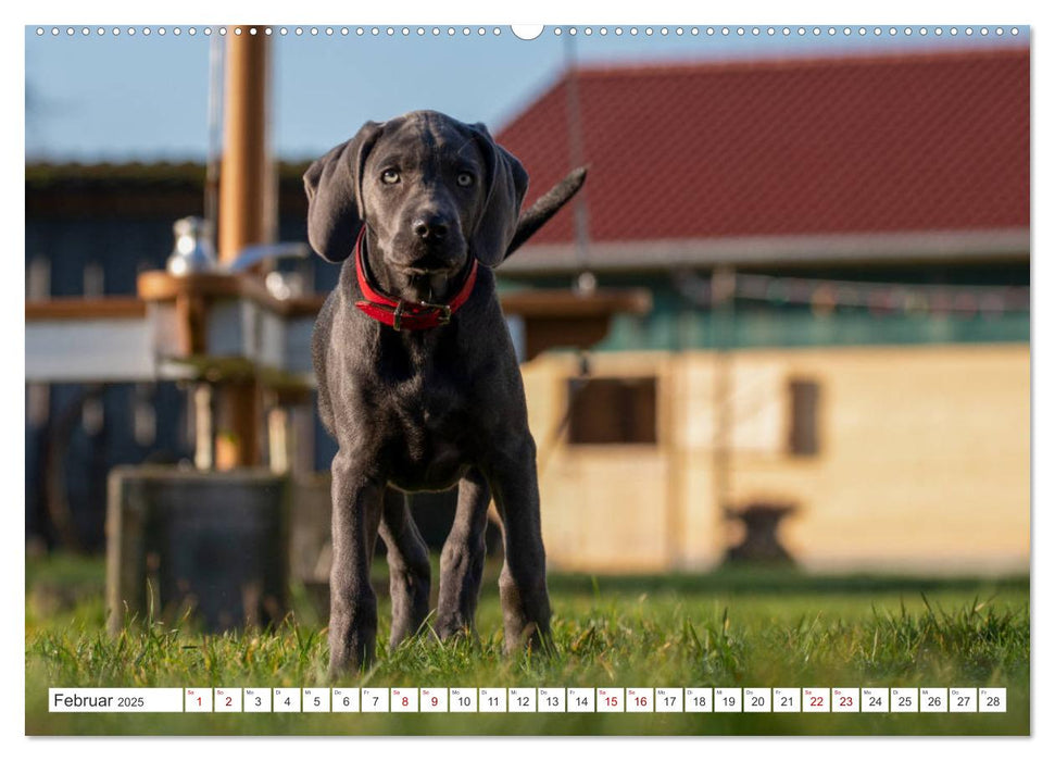 Weimaraner-Labrador (CALVENDO Premium Wandkalender 2025)