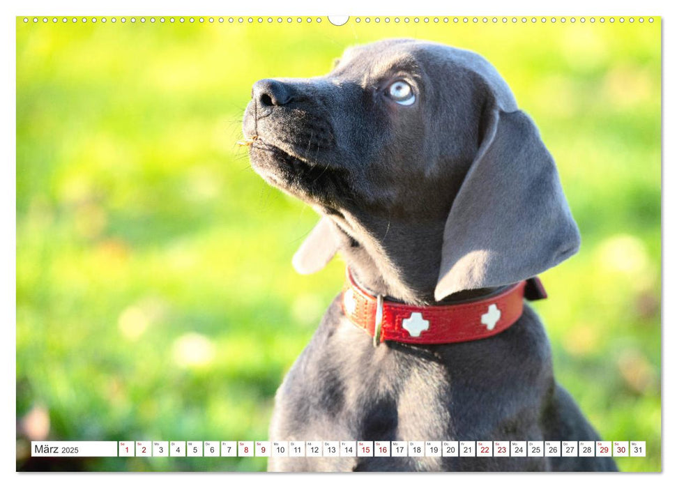 Weimaraner-Labrador (CALVENDO Premium Wandkalender 2025)