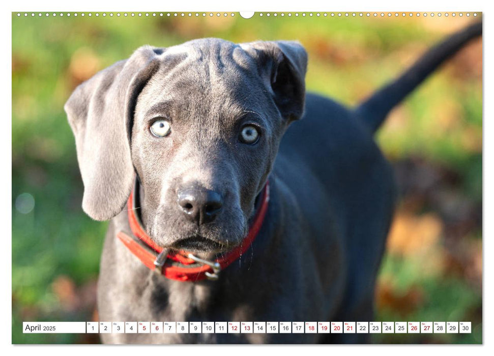 Weimaraner-Labrador (CALVENDO Premium Wandkalender 2025)