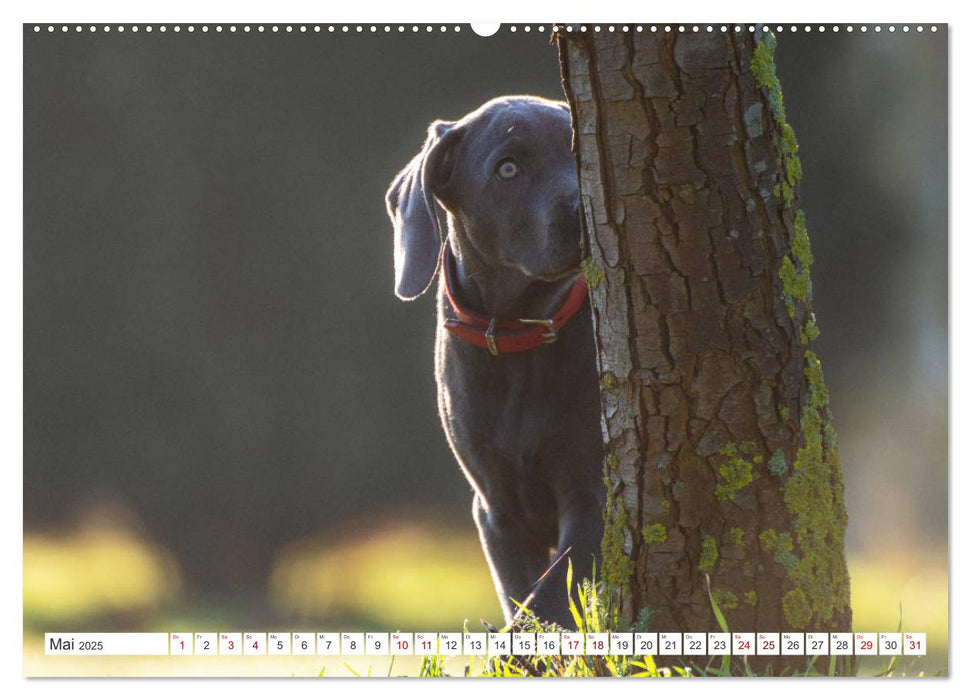 Weimaraner-Labrador (CALVENDO Premium Wandkalender 2025)