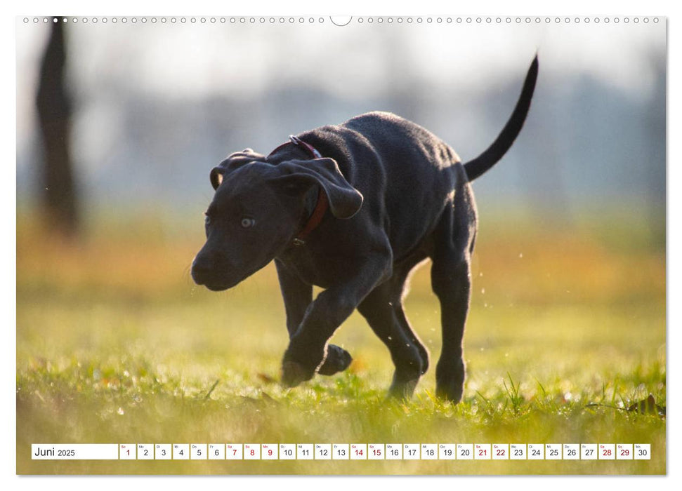 Weimaraner-Labrador (CALVENDO Premium Wandkalender 2025)