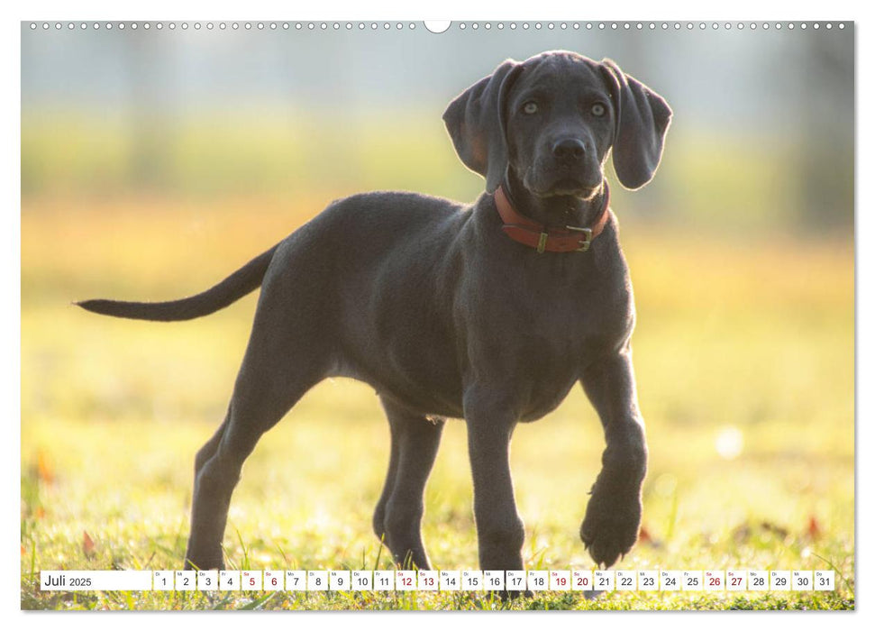 Weimaraner-Labrador (CALVENDO Premium Wandkalender 2025)