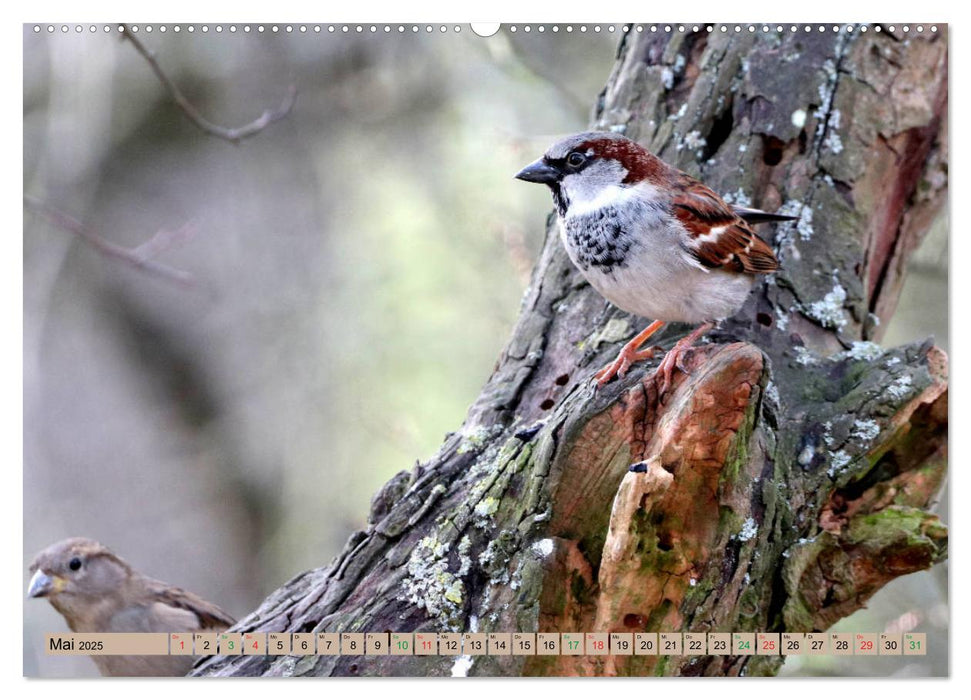 Gefiederte Gesellen - Vögel aus Wald und Garten (CALVENDO Premium Wandkalender 2025)