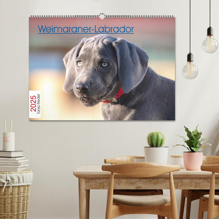 Weimaraner-Labrador (CALVENDO Wandkalender 2025)